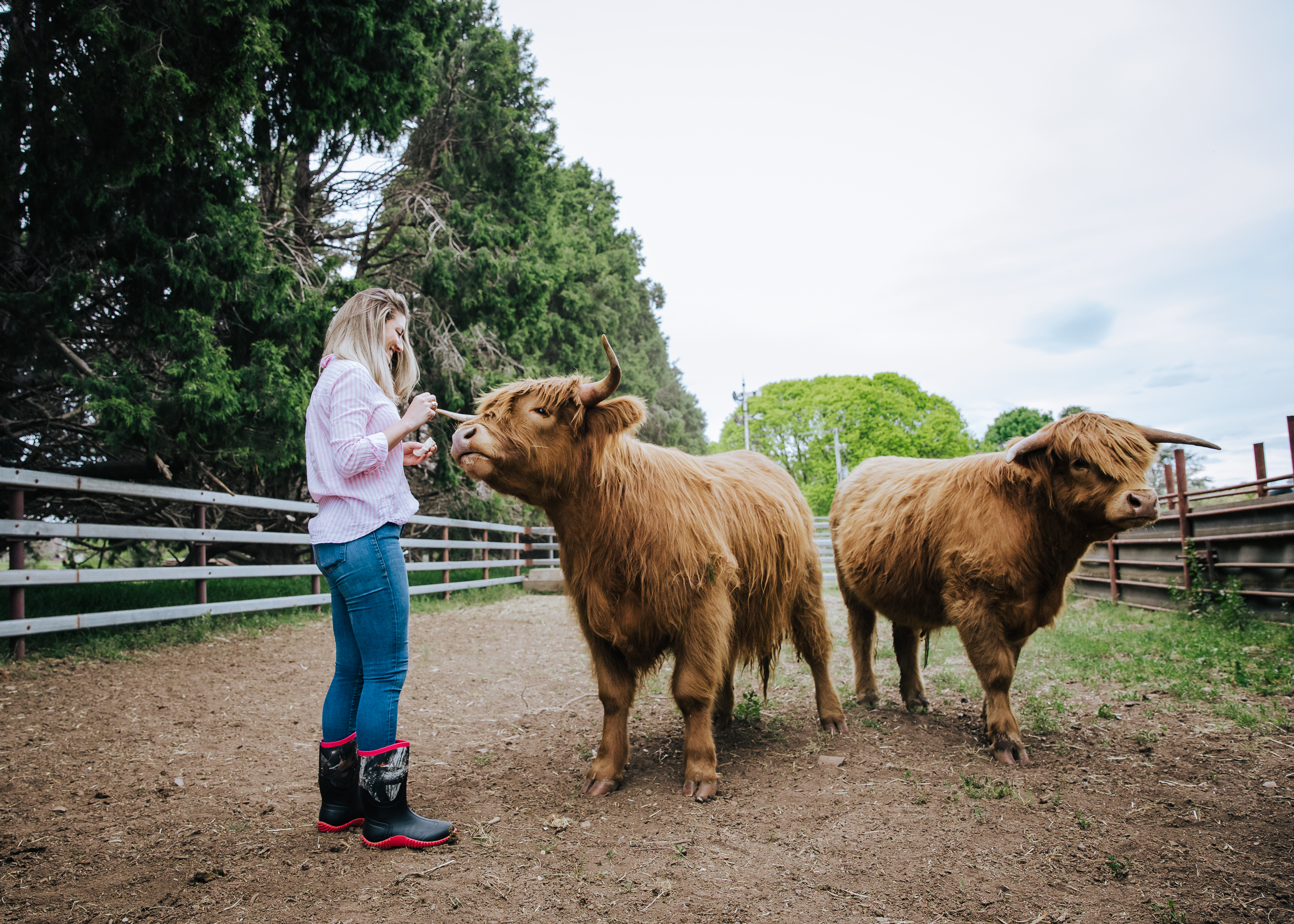 Rain boots with hot sale cows on them